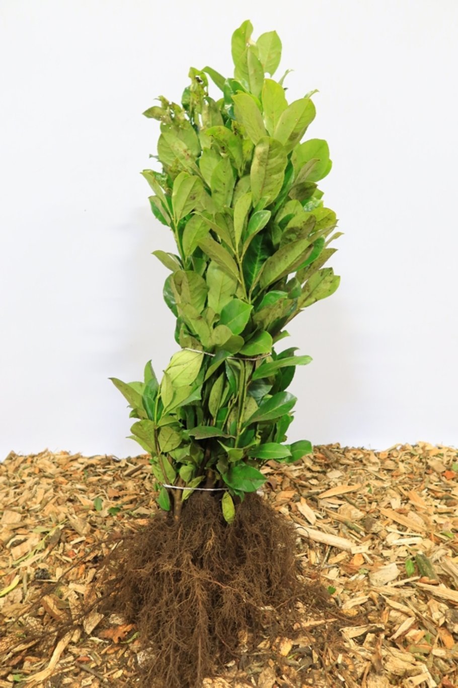 Prunus l. 'Rotundifolia' - 40-60 CM bare root 0/2